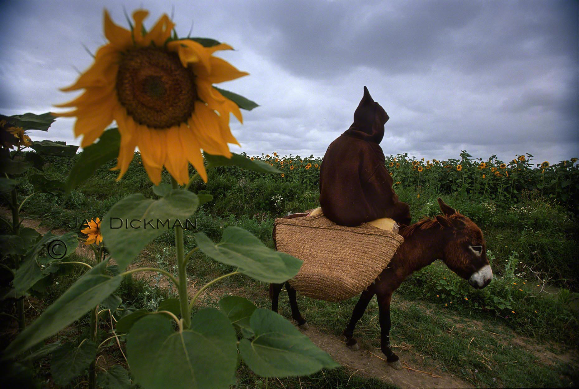 102-Morocco sunflower & mule_wm.jpg