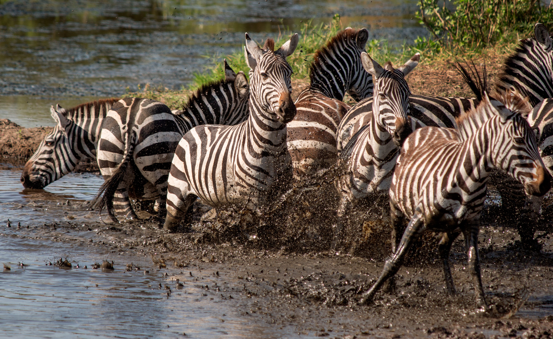 Zebras fleeing