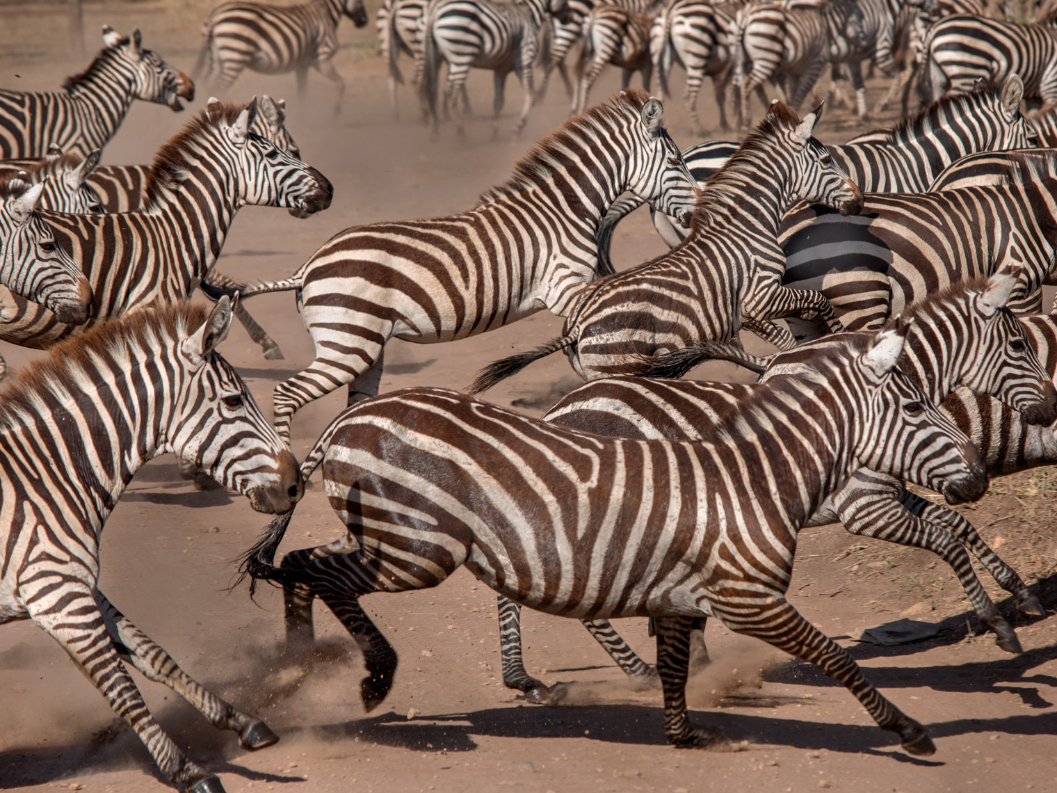 Zebras Serengeti