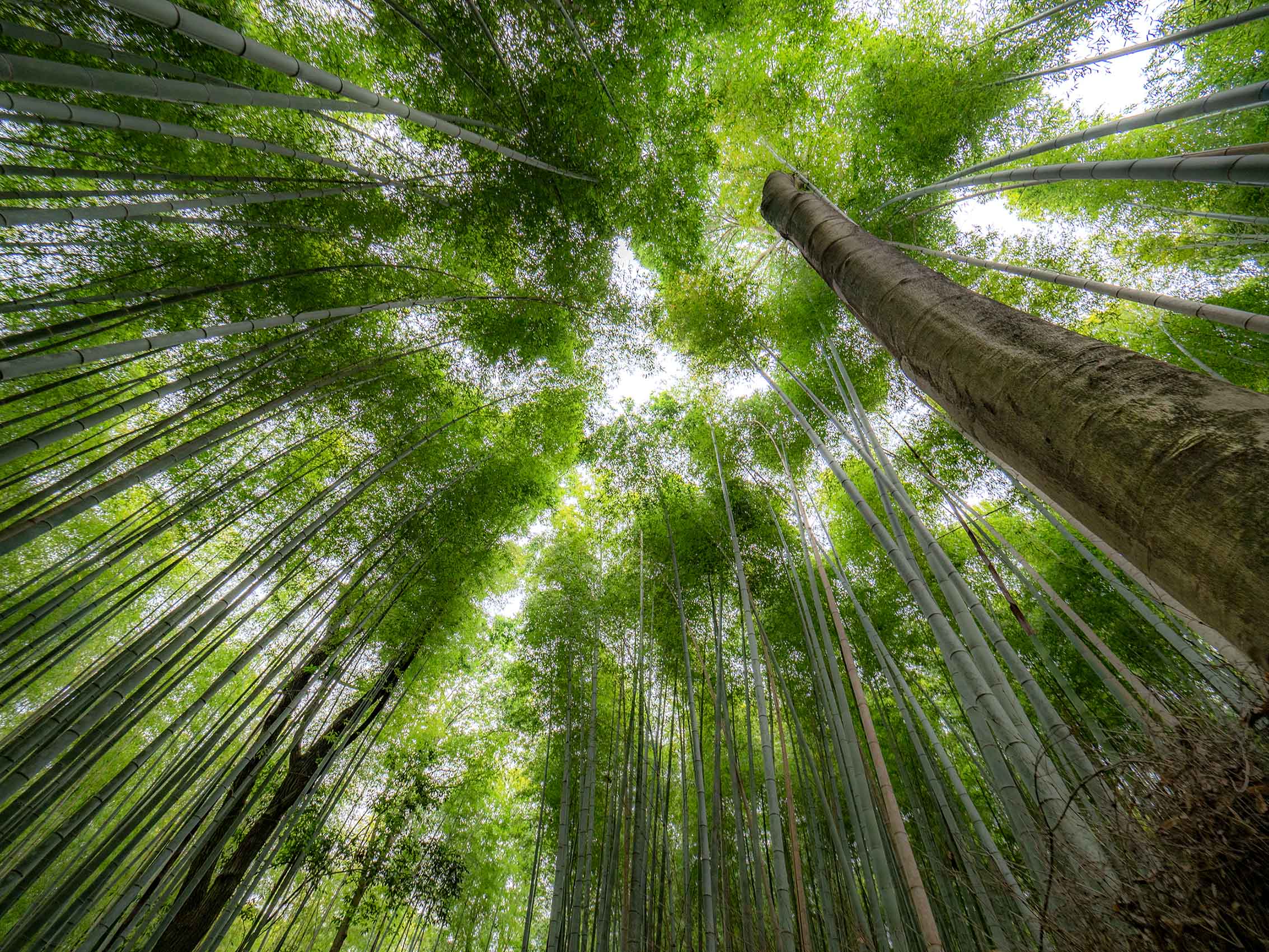 20190602_Kyoto_0329Fv3_WEB2