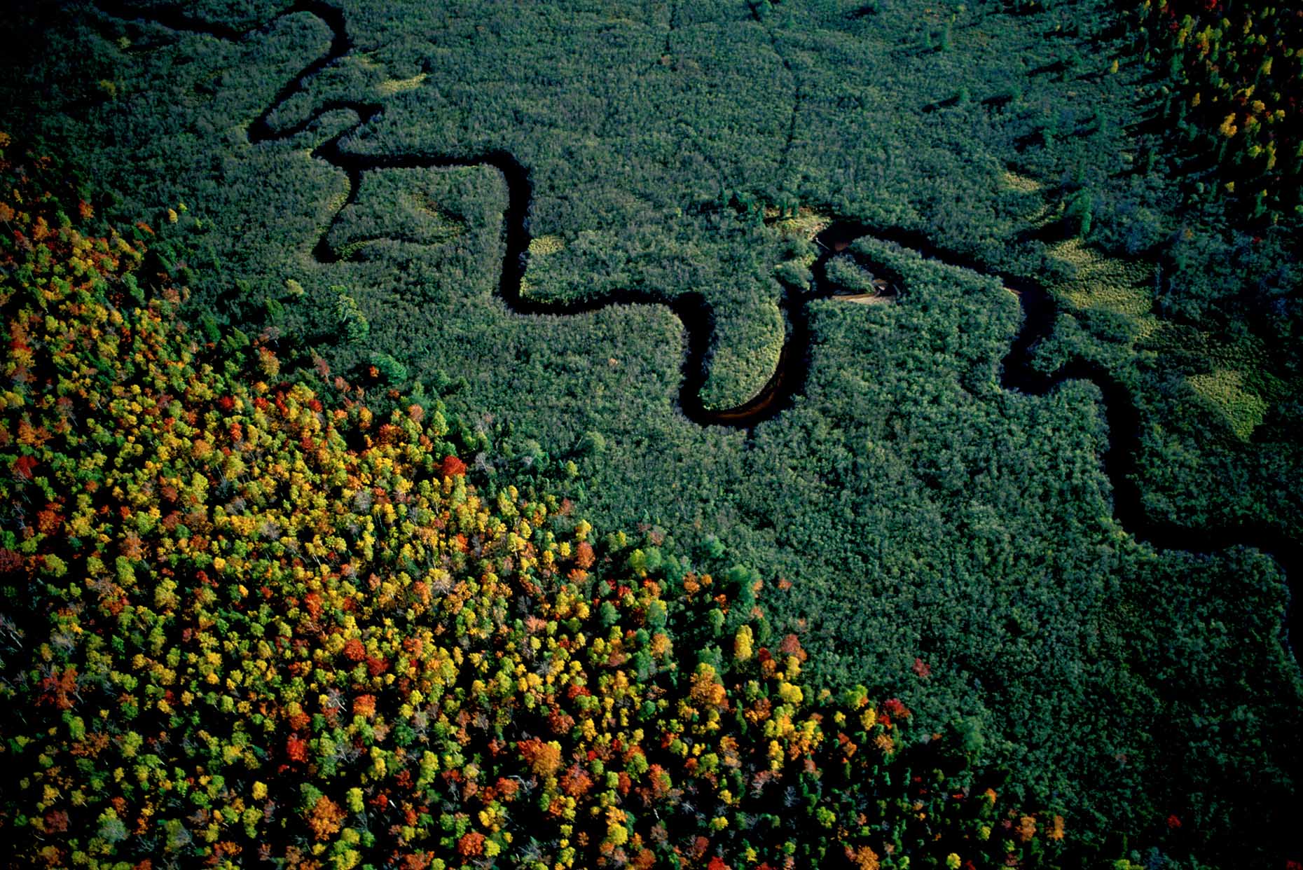 FoxRiverPopcornTrees.jpg