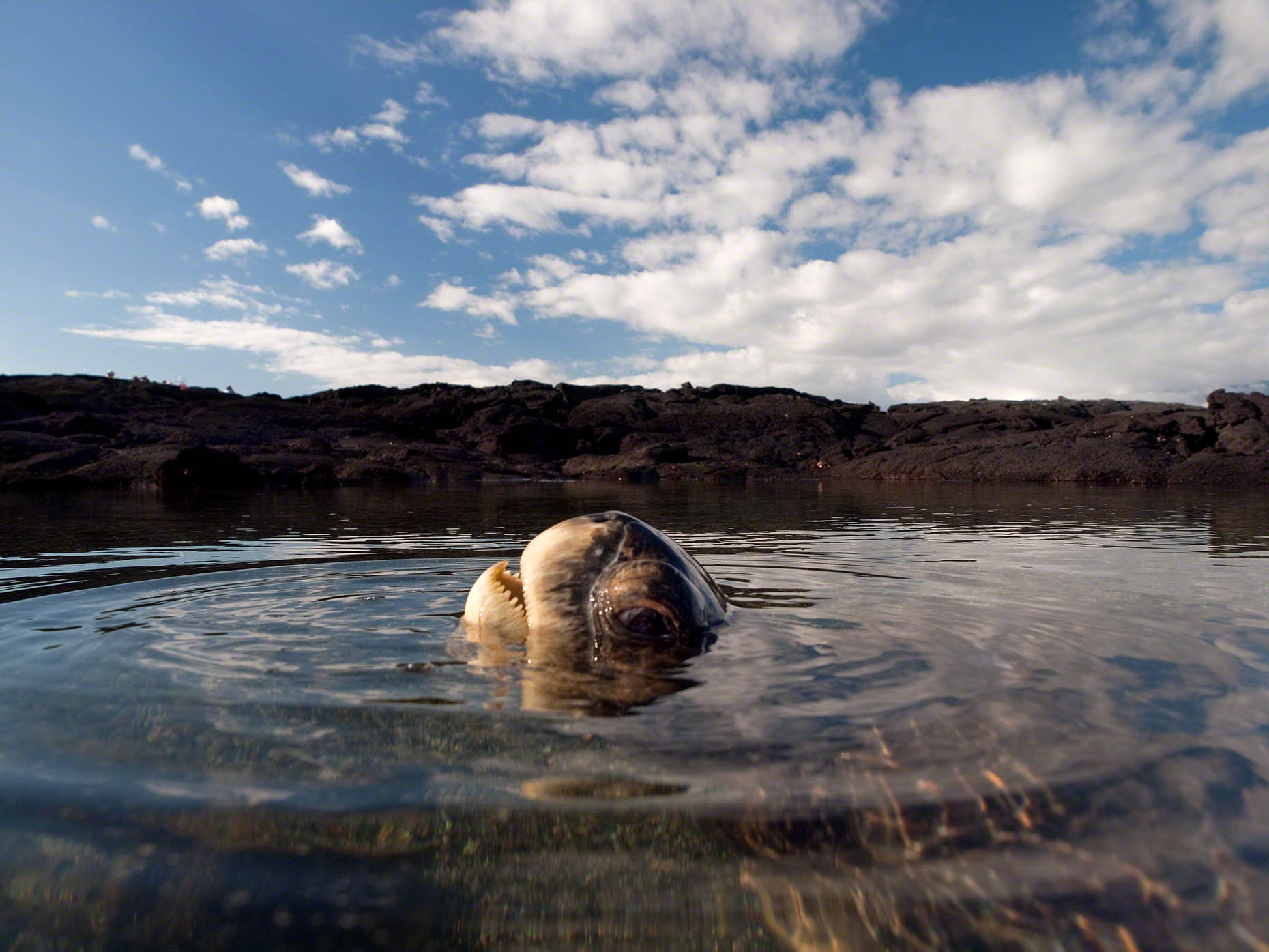 GalapagSeaTurtlePond.jpg