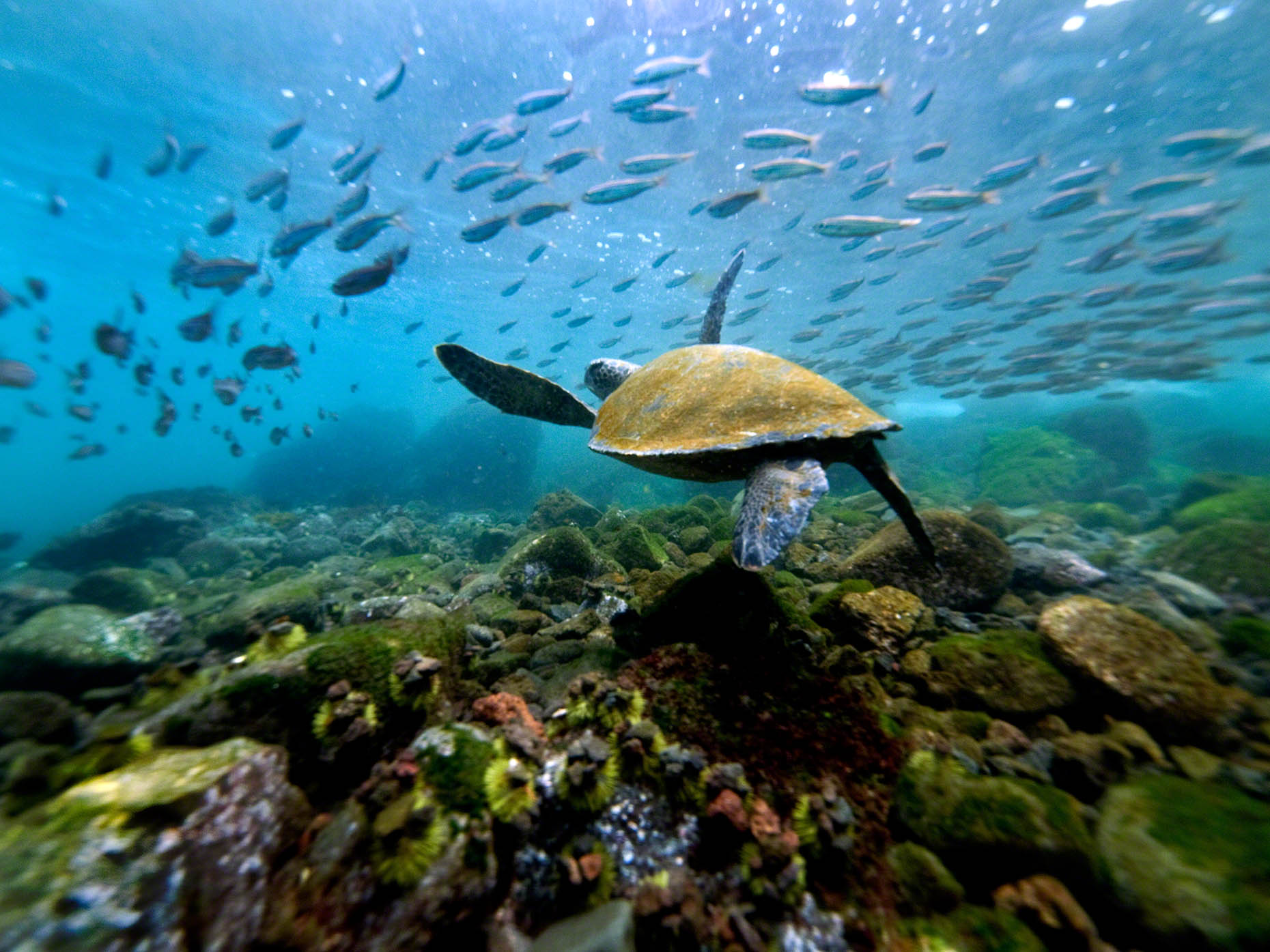 GalapagSeaTurtleSwim.jpg
