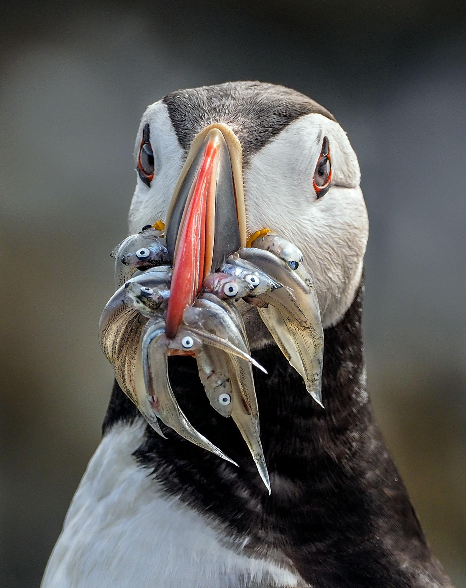 Puffin