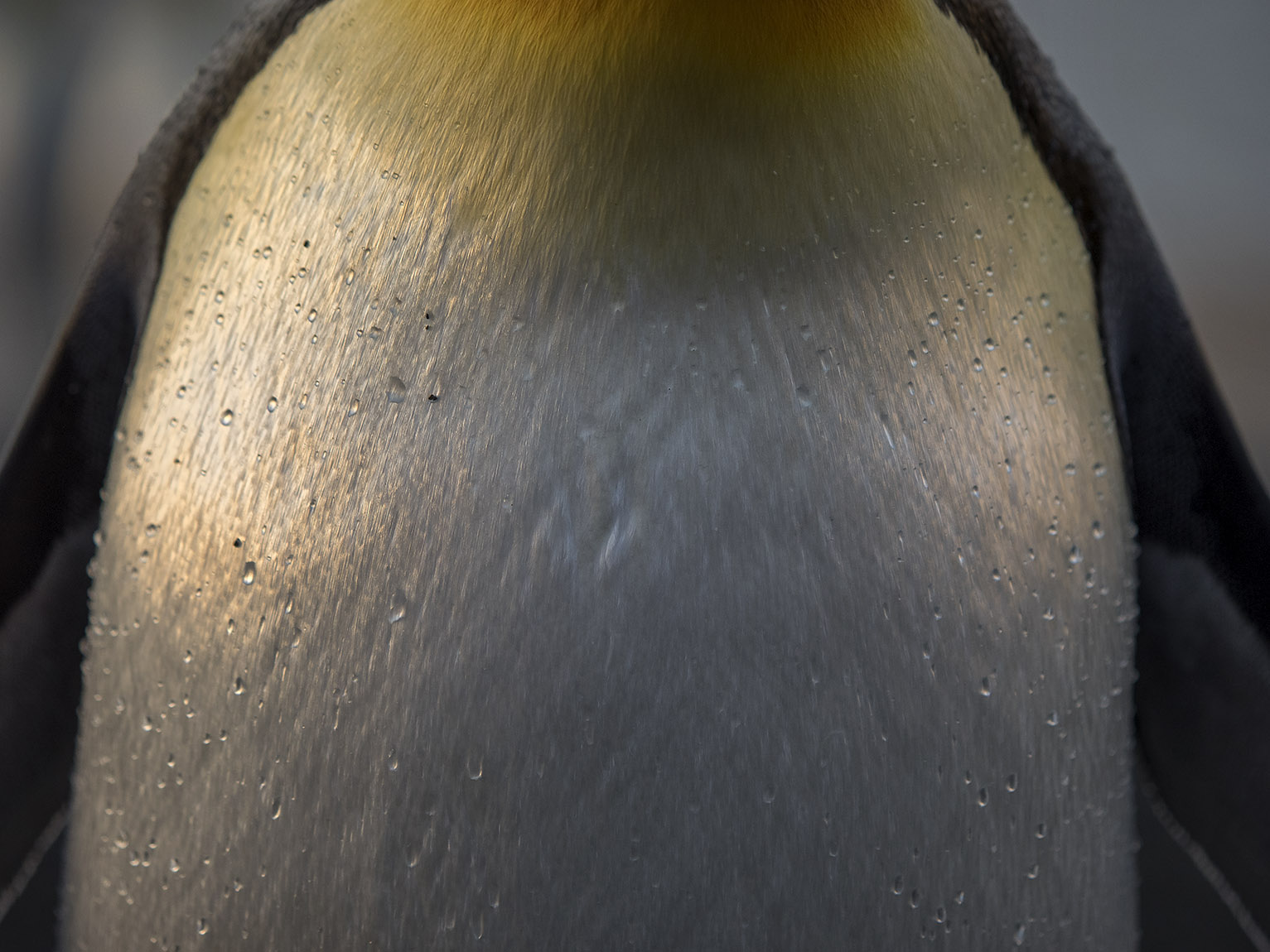 S Georgia Penguin chest