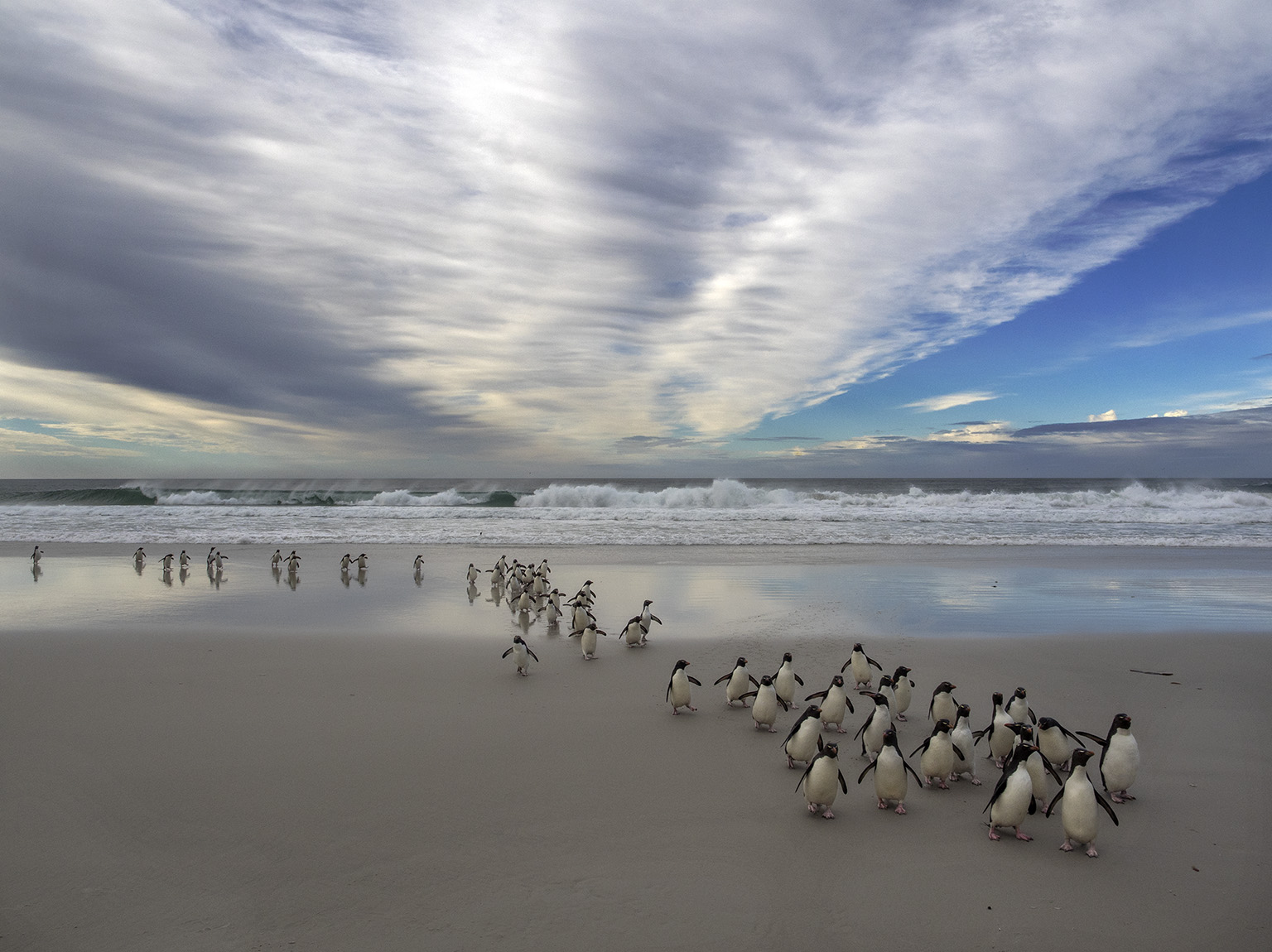 SaundersIslandPenguinPack